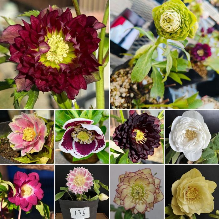 Наборы морозника махровые