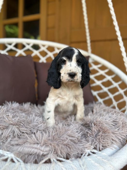 Cocker spaniel angielski Piesek Piesek