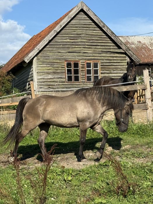 Przepiekny konik