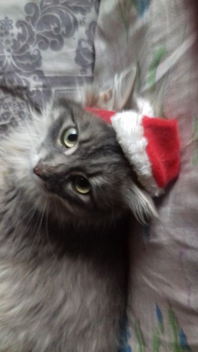 Отдам в добрые руки кота