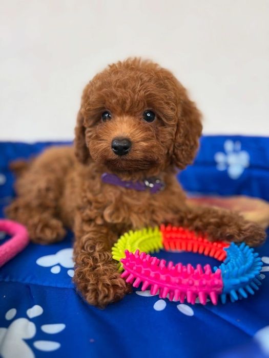 Красиві  малюки Той пудель в окрасі Ред Браун.