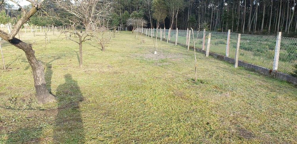 Manutenção de jardins serviço de rachado ador,  motosserra e roçadora