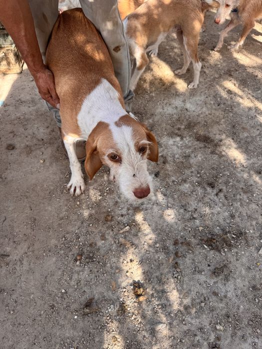 Cães  para dispensar