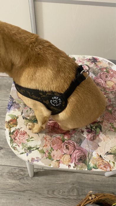 Шлейка для собаки