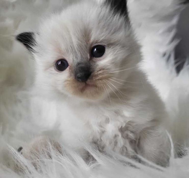 Kocięta Ragdoll z rodowodem, odbiór lipiec
