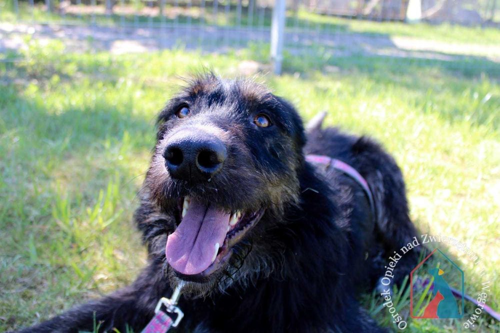 Bardzo fajny i wesoły, młody, większy psiak - kocha człowieka ADOPTUJ