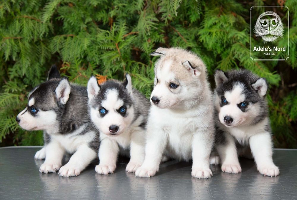 Щенки хаски в наличии