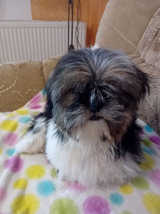 Shih-tzu sprzedam