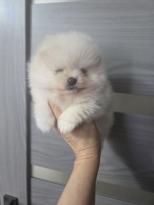 Щенята померанського шпіца