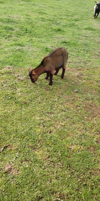 Cabras Anãs machos