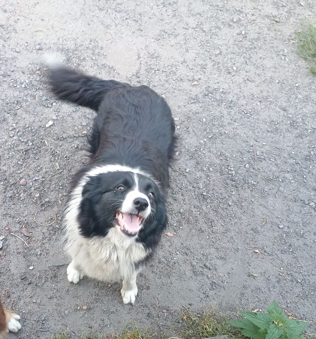 Za darmo border collie