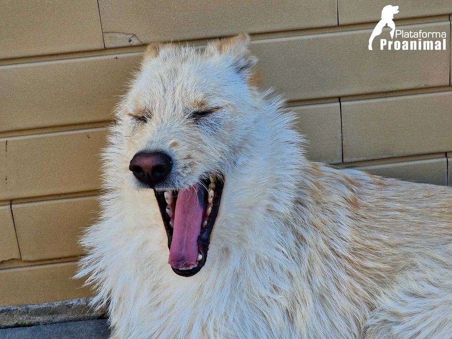 BARONESA - Cadelinha para Adoção!