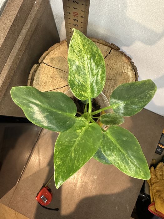 Філодендрон  Philodendron Giganteum