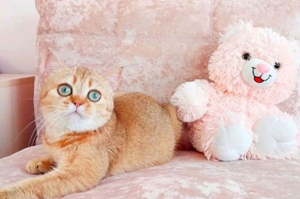 Зеленоока красунечка шотландська дівчинка Скотіш Страйт