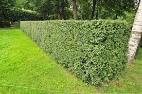 Кустарник куст спірея вангута, спирея,невеста