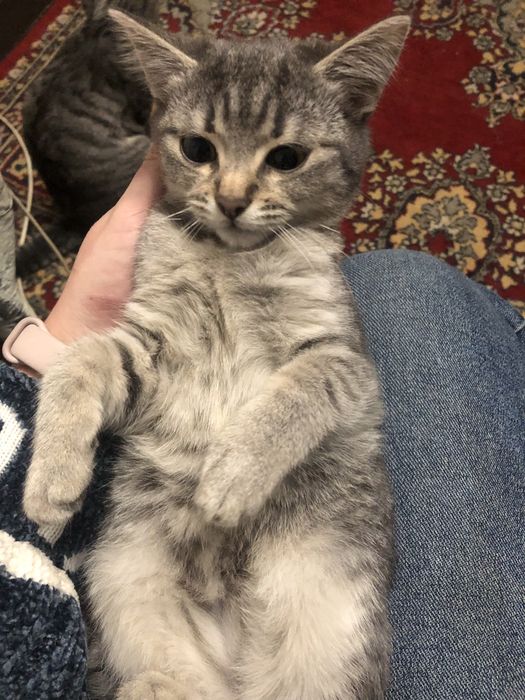 Віддам котика.