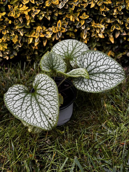 Brunnera Jack Frost
