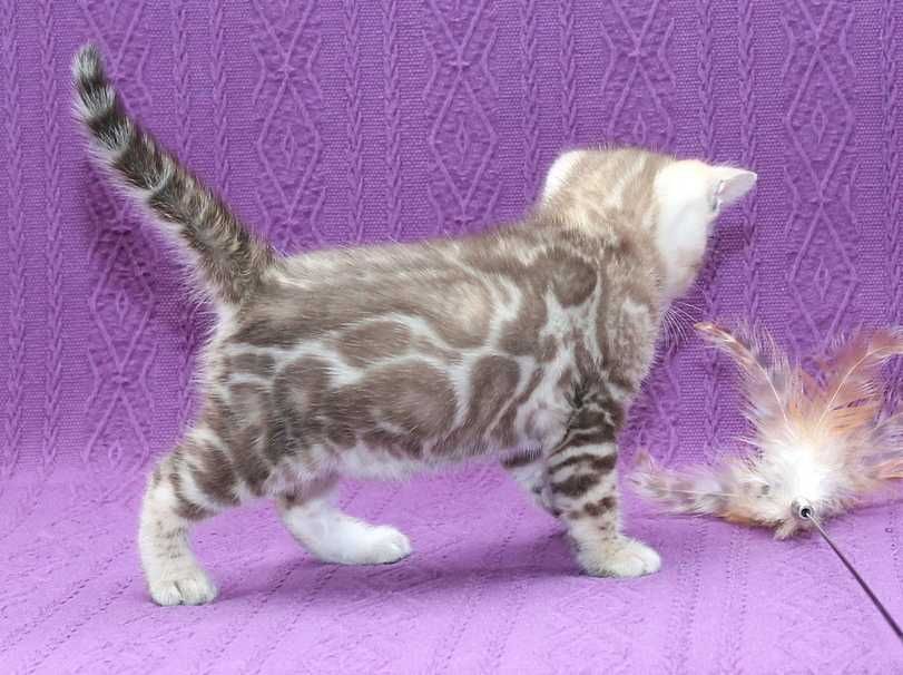 Мега ласковая бенгальская снежная(минк n 24 32) девочка