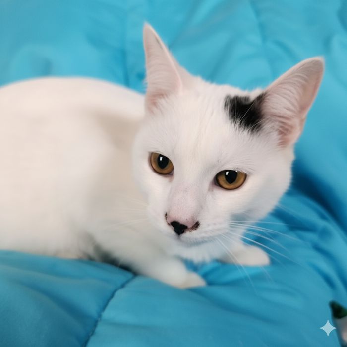 Віддам безкоштовно