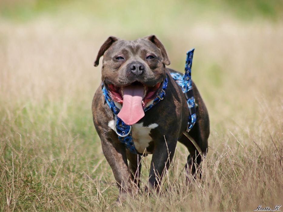 Śliniak w typie american bully szuka domu