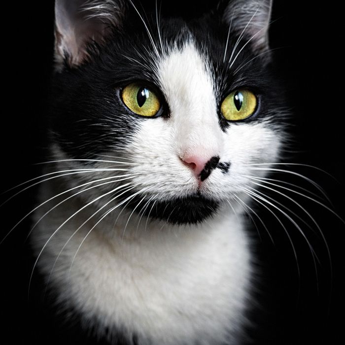 Кошеня, кішка 7 міс