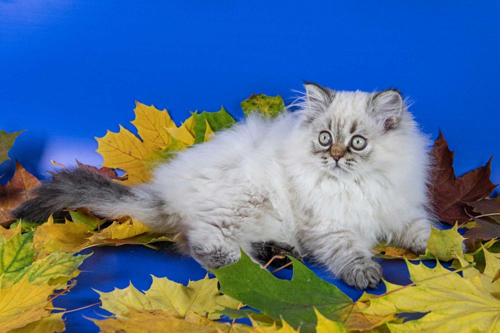 Чистокровне шотландське кошеня