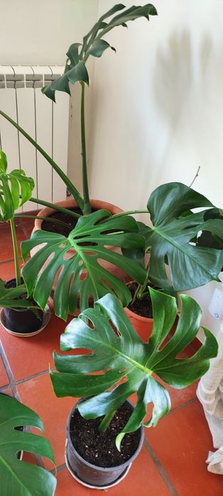 Monsteras deliciosa gigantes