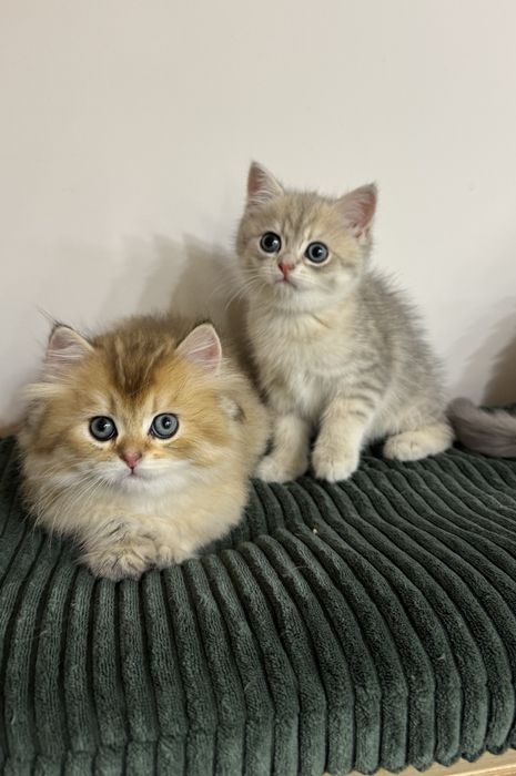 Kot kocur brytyjski długowłosy prawdziwy rodowód FIFe FPL GWARANCJA