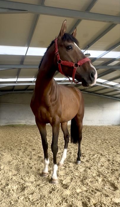 Cavalo garanhão á venda