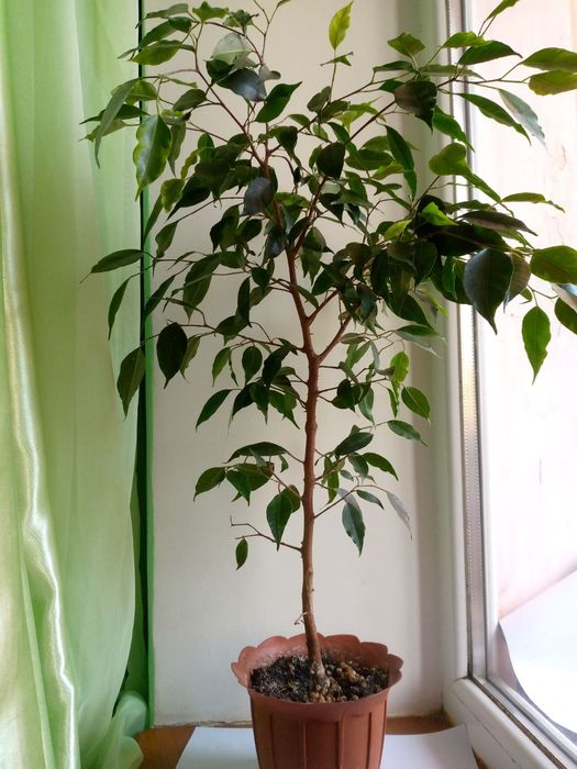 Фікус кімнатний Анастасія