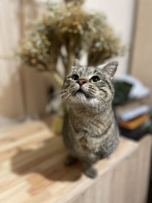 Котик трилапий у добрі руки