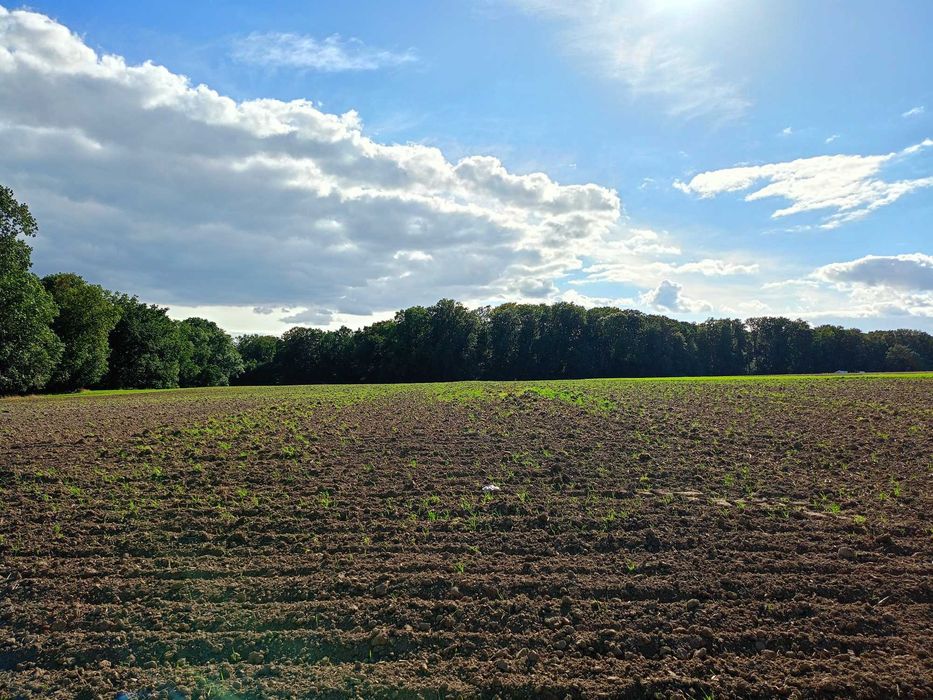 Włocławek działka ul Dobrzyńska MPZP, Media, Las - Widok 3