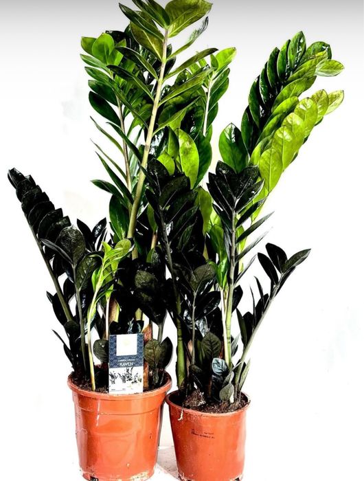 Заміокулькаси в Києві, великий вибір