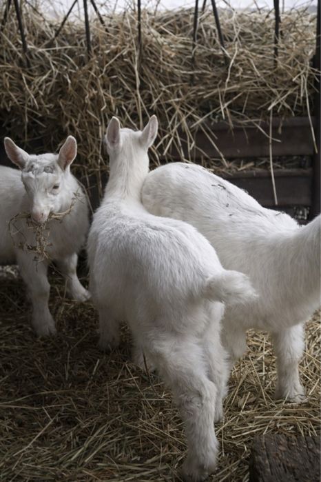 Зааненські кози