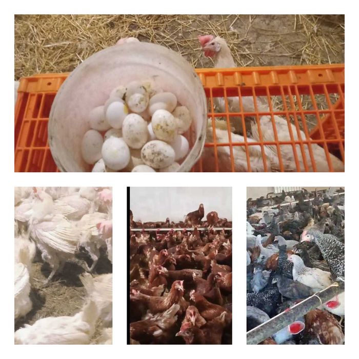 Продам кури несушки! Доставка безкоштовна. Глобине!