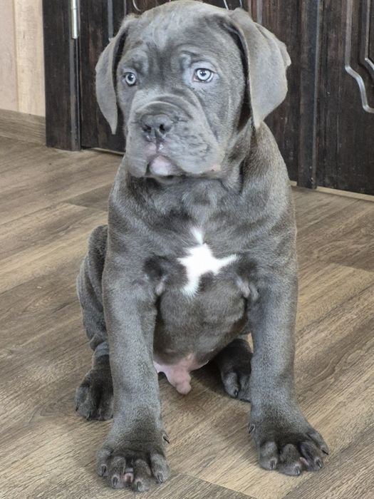 Щенки кане корсо вiд батькiв чемпiонiв