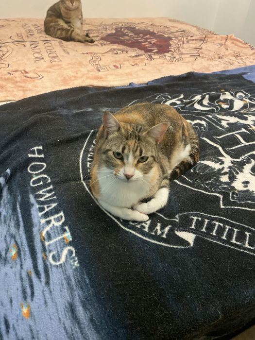 GATOS PARA DAR 2 Femeas