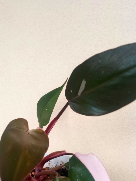 Planta Philodendron Pink Princess