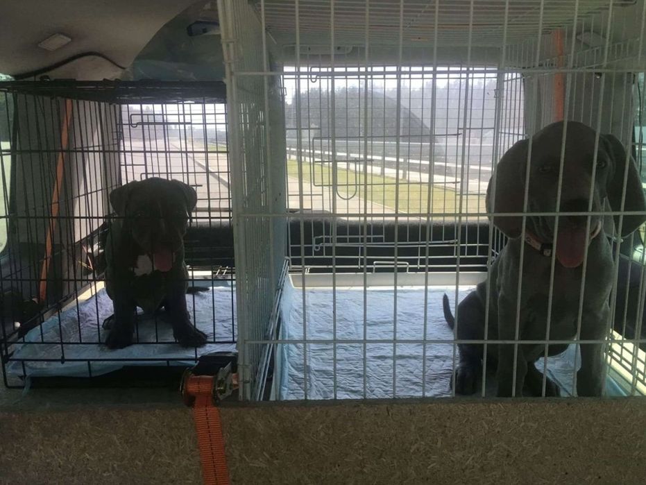 Перевозка животных по всей Европе. Польша.. Турция . Прибалтика