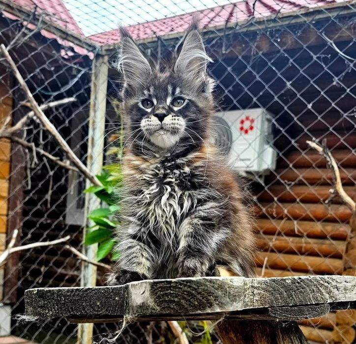 На продажу кошенята Мейкуна