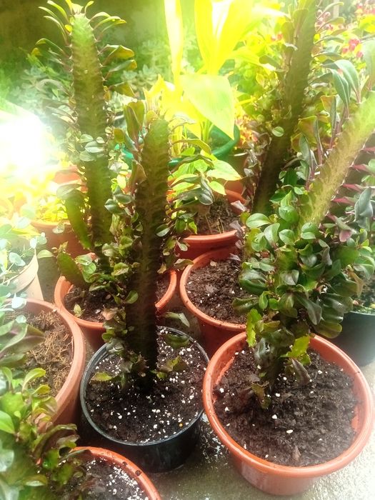 Plantas de interior e exterior