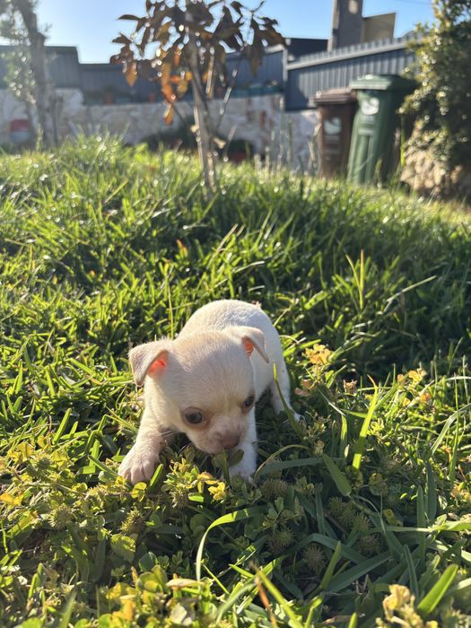 Chihuahua miniatura