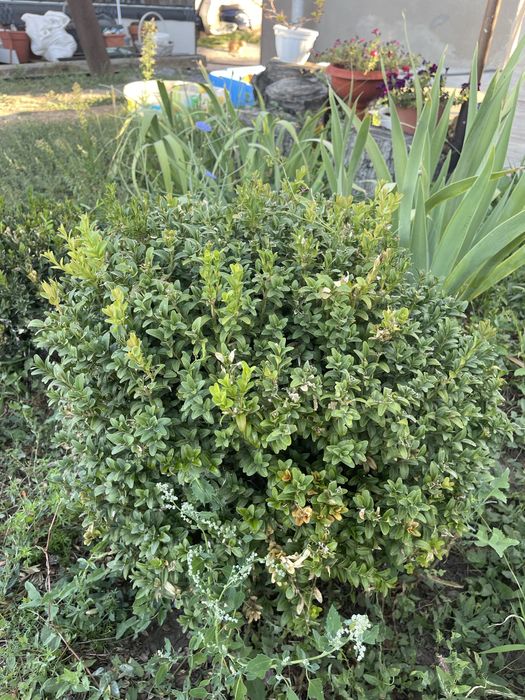 Продам 10летний самшит домашний