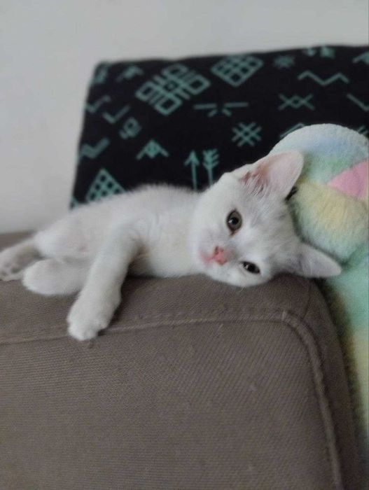 Отдам котенка БЕСПЛАТНО