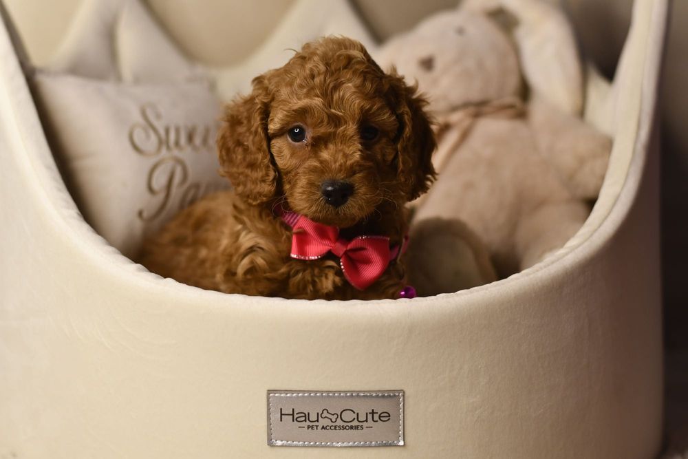 Cavapoo F1 RED wyjątkowa dziewczynka ZAREZERWOWANA