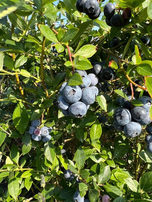 Mirtilos Biológicos - Dunas d' Ovar - terminou a epoca - nova Maio 25