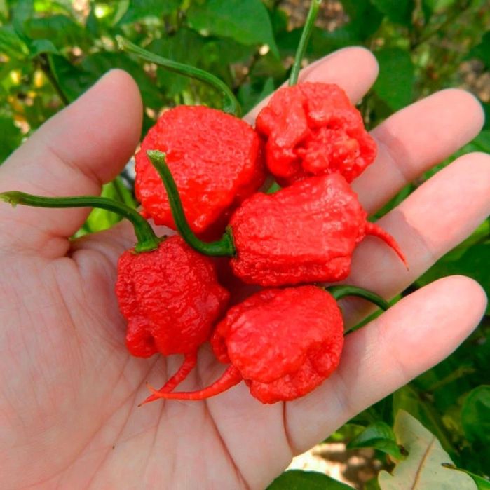 Nasiona ostrej papryki Carolina Reaper Red  10 szt