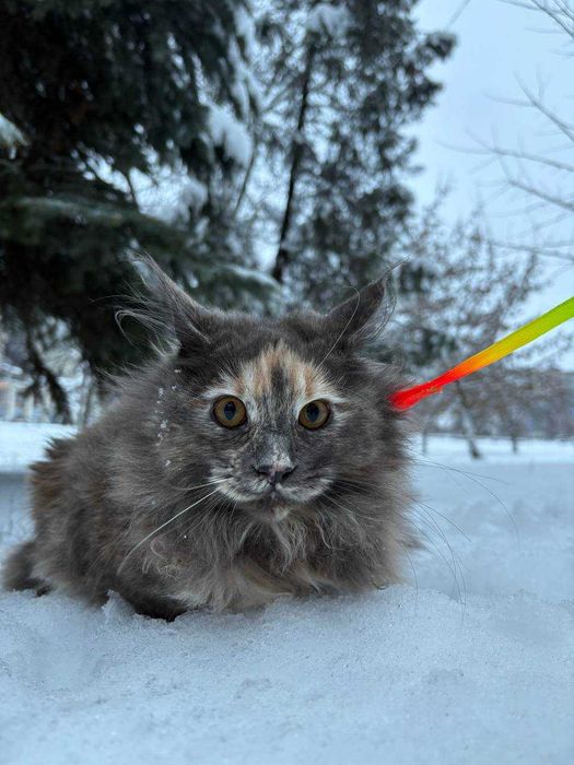 Остання з виводку Кішечка мейн кун Зі всіма документами та обробками