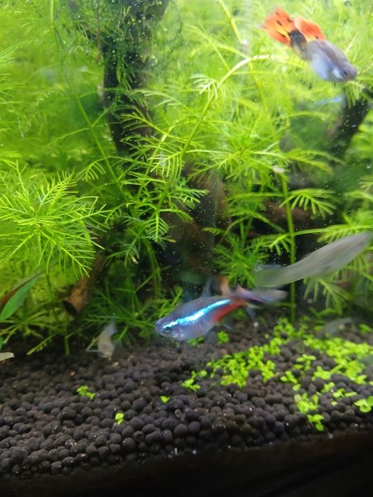 Guppys     Endler