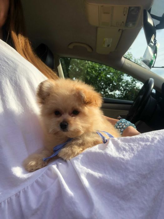 Помапу  краса з характером